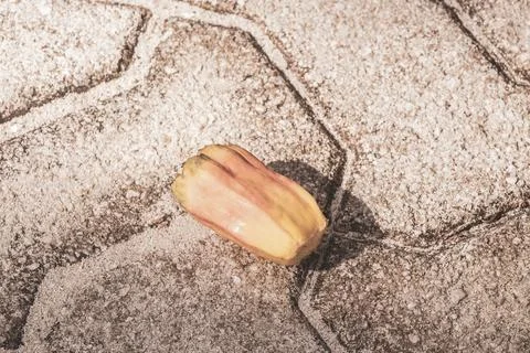 Unknown tropical fruit nut on ground in Mexico. Fotos de archivo