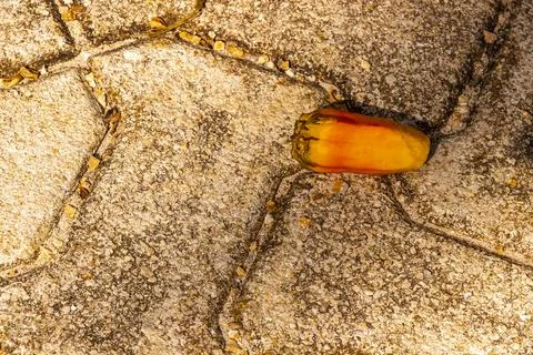 Unknown tropical fruit nut on ground in Mexico. Fotos de archivo