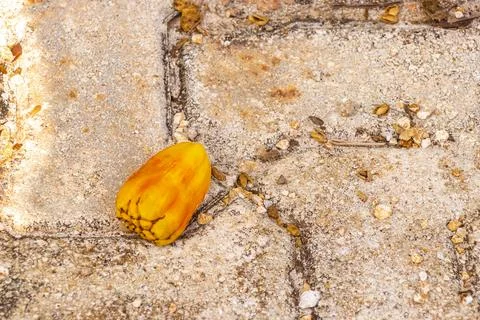 Unknown tropical fruit nut on ground in Mexico. Fotos de archivo