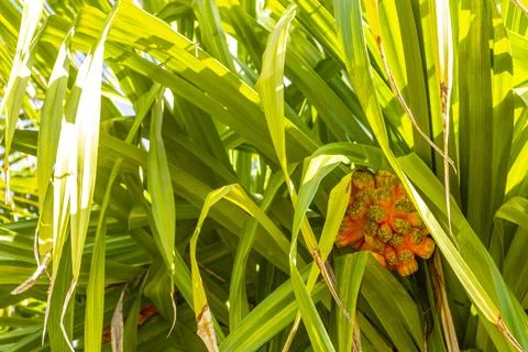 Unknown tropical fruit nut on palm tree plant in Mexico. Fotos de archivo