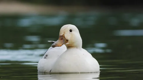 Unknown Waterfowl Resting and Observing on Calm Lake - 4K Wildlife Slow Motion Stockbeeldmateriaal 335383523