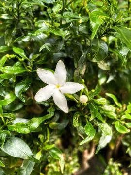 Unknown white flower close up. Stock Photos