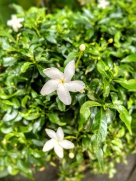 Unknown white flower close-up, upper and lower. Stock Photos