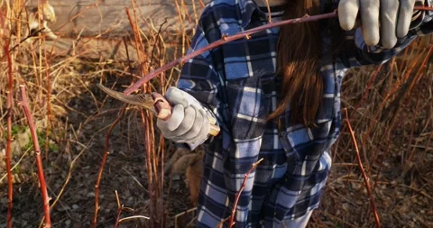 Unknown woman pruning raspberries with pruning shears Stock Footage 256503725
