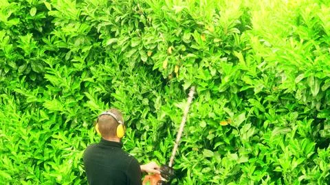 Unknown Worker Trimming Green Hedge With Power Hedge Trimmer Stock-Fotos