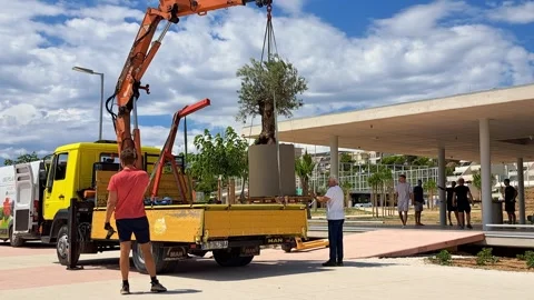 Unload large potted olive tree 스톡 동영상 316893238