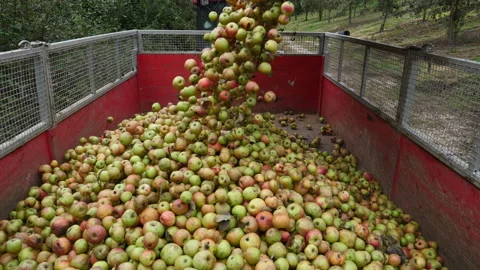 Unloading apple Vídeo Stock 140761282