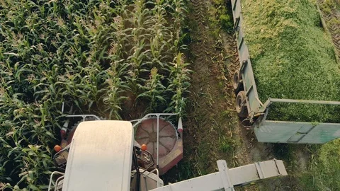 Unloading auger self propelled machine throwing green corn cake into the tractor Stock Footage 122363356