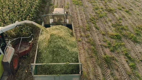 Unloading auger self propelled machine throwing green corn cake into the tractor Stock Footage 123003730