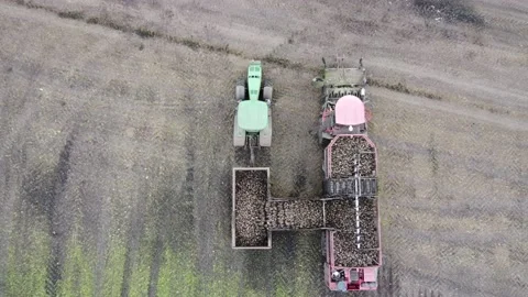 Unloading of beets Stock Footage 163930976