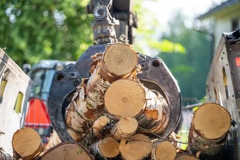 Unloading birch logs from a tractor trailer Foto stock