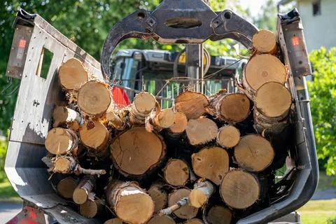 Unloading birch logs from a tractor trailer Stock Photos