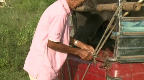Unloading the buffalo 1 스톡 동영상 485206
