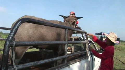 Unloading the buffalo 10 스톡 동영상 488812