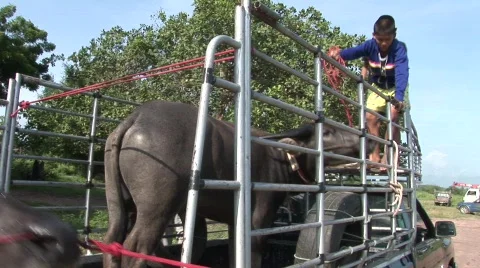 Unloading the buffalo 11 Vídeo Stock 488809