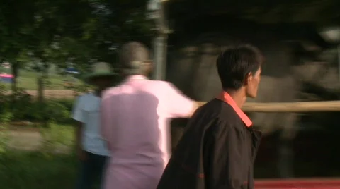 Unloading the buffalo 2 Video stock 485200