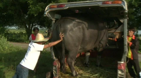 Unloading the buffalo 3 Stock Footage 485197