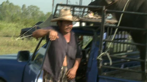 Unloading the buffalo 4 Stock Footage 485192