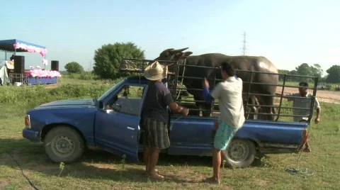 Unloading the buffalo 5 스톡 동영상 485180