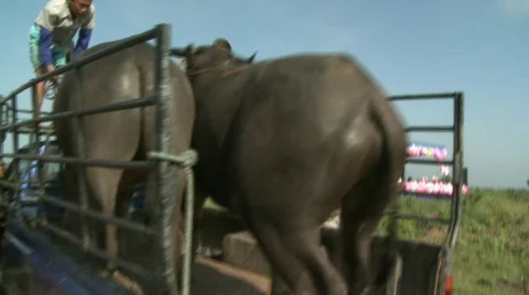 Unloading the buffalo 7 Stock Footage 485172