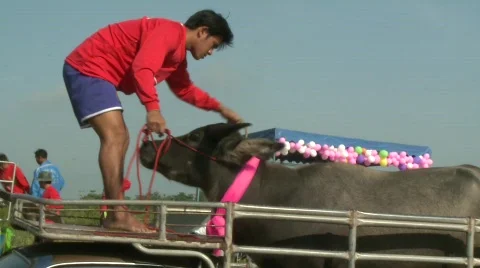 Unloading the buffalo 8 Stock-Footage 485168