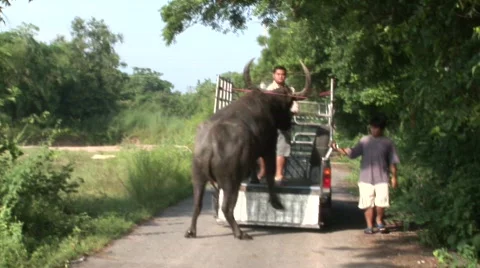 Unloading the buffalo 9 Stock Footage 488817