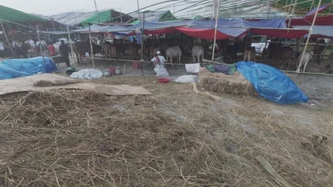 Unloading Cattle from Trucks at Eid Sacrificial Market in Diyabari, Dhaka Stock Footage 335367015