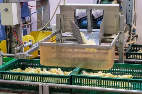 Unloading chicks into baskets. Fast speed. Stock Photos