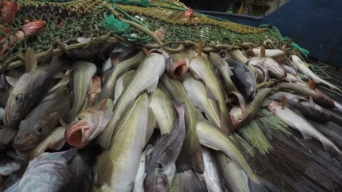 Unloading of cod from the trawl. Vídeo Stock 95465589