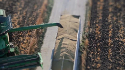 Unloading the collected grain from combine harvester to track with trailer Stock Footage 280138241