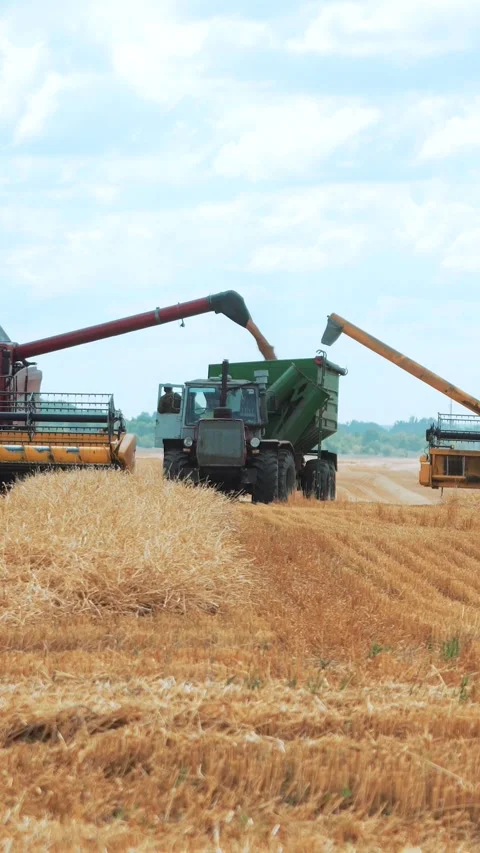 Unloading the collected grain from combines to tractors with trailers. Stock Footage 273779961