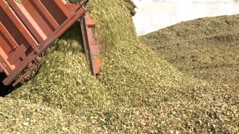 Unloading corn on a corn silage during the corn harvest Video stock 290066057