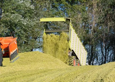 Unloading corn on a corn silage during the corn harvest Stock Photos