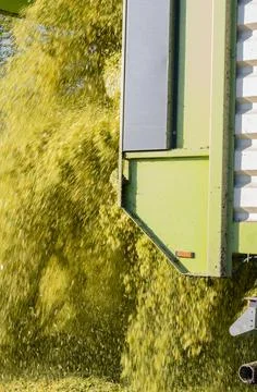 Unloading corn on a corn silage during the corn harvest Stock Photos