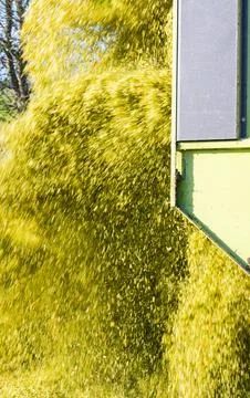 Unloading corn on a corn silage during the corn harvest Fotos Stock