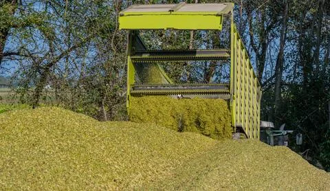 Unloading corn on a corn silage during the corn harvest Stock Photos