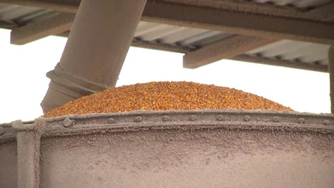 Unloading corn from the machine at the elevator Stock Footage 145524866