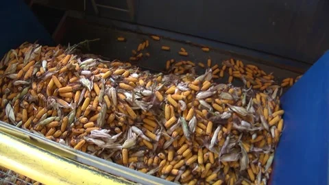 Unloading corn from the machine at the elevator Stock Footage 145524877