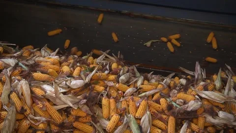 Unloading corn from the machine at the elevator Stock Footage 145524886