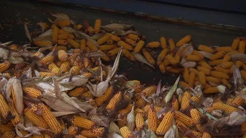 Unloading corn from the machine at the elevator Stock Footage 145524914