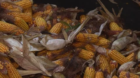 Unloading corn from the machine at the elevator Stock Footage 145524925