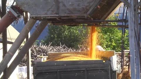 Unloading corn from the machine at the elevator Stock Footage 145524938