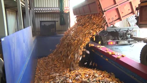 Unloading corn from the machine at the elevator Stock Footage 145524945