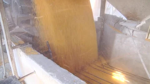 Unloading corn from the machine at the elevator Stock Footage 145524971