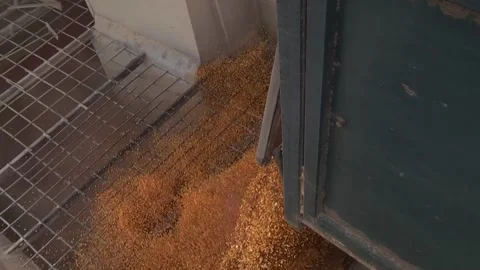 Unloading corn from the machine at the elevator Stock Footage 145524972