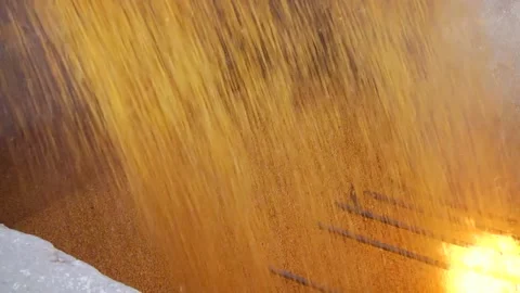 Unloading corn from the machine at the elevator Stock Footage 145524974
