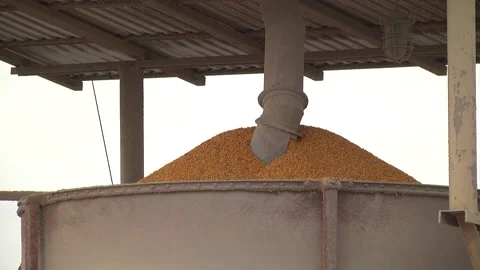 Unloading corn from the machine at the elevator Stock Footage 145524976