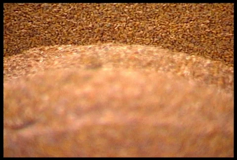 Unloading Corn into the Silos Stock Footage 719448