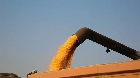 Unloading Corn Into A Trailer Видео 126994066