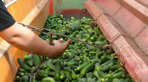 Unloading cucumber Stock Footage 67446620